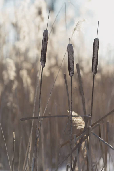 Όμορφο Ξηρό Reed Μια Ηλιόλουστη Μέρα Του Χειμώνα Για Φωτισμό — Φωτογραφία Αρχείου