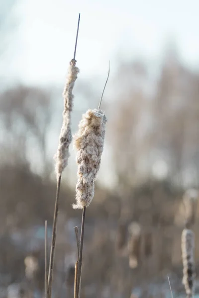 Красивый Сухой Тростник Зимний Солнечный День Подсветке — стоковое фото