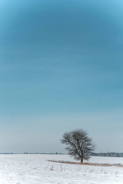 Одинокое Дерево Листьев Стоит Снежном Поле Против Голубого Неба Солнечный — стоковое фото
