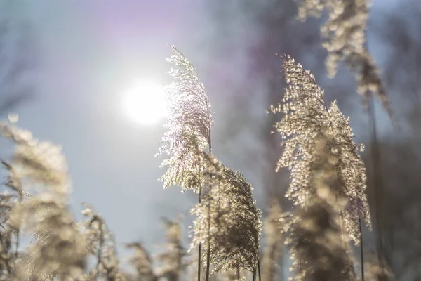 Красивая Сухая Трава Зимний Солнечный День Заднем Плане — стоковое фото