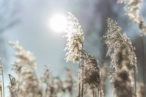 Красивая Сухая Трава Зимний Солнечный День Заднем Плане — стоковое фото
