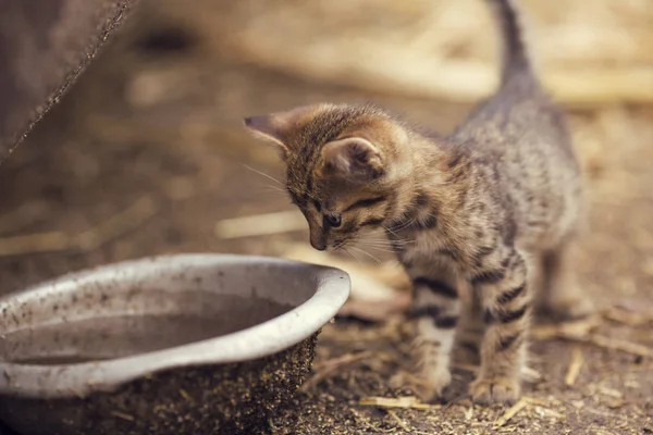 Curioso Carino Piccolo Gattino Grigio Strisce Sbirciando Una Grande Ciotola Foto Stock