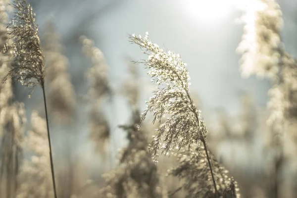 Красива Суха Трава Зимовий Сонячний День Підсвічуванні Стокове Фото