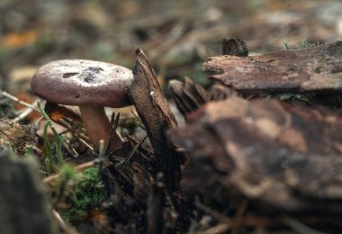 güneşli günde yeşil yosun içinde küçük mashrooms