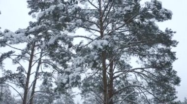 karlı bir ormandaki çam ağaçları yakınındaki bir dron olarak öğleden sonra uçuş