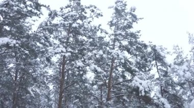karlı bir ormandaki çam ağaçları yakınındaki bir dron olarak öğleden sonra uçuş