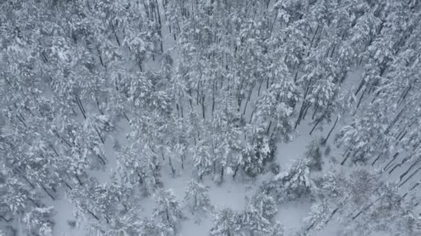 Політ Дрон Над Засніженим Сосновим Лісом Взимку — стокове відео