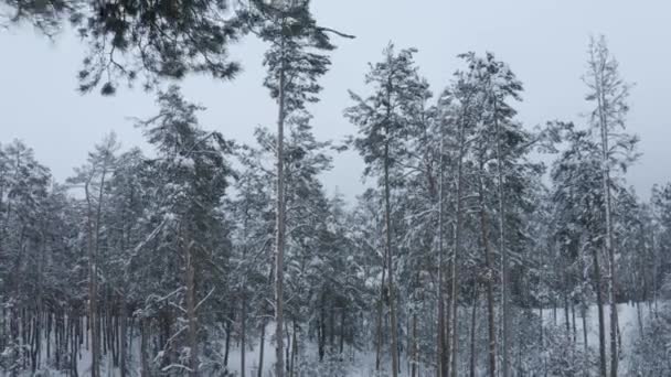 vol sur un drone près de pins dans une forêt enneigée dans l'après-midi 