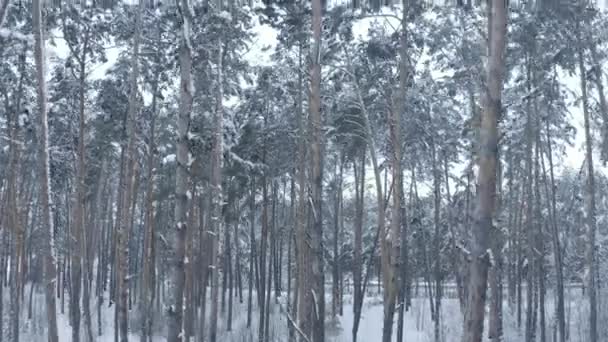 Karlı Bir Ormandaki Çam Ağaçları Yakınındaki Bir Dron Olarak Öğleden — Stok video