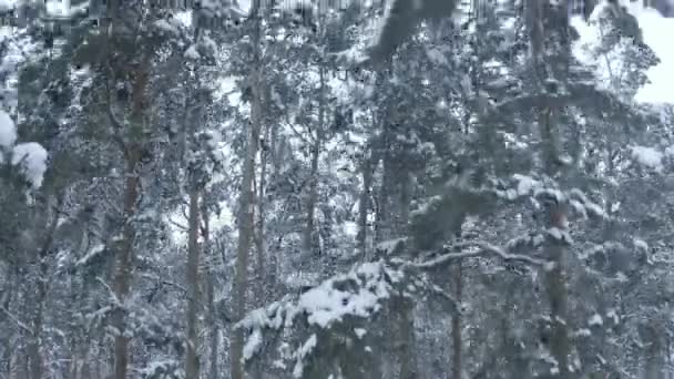在一个雪堆森林里的松树附近的无人机上飞行在下午 — 图库视频影像