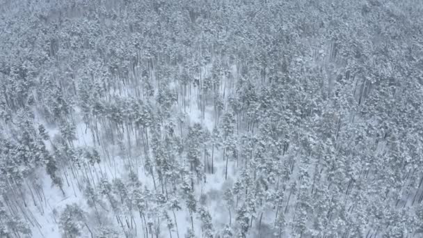 Flug Mit Der Drohne Über Dem Schneebedeckten Kiefernwald Winter — Stockvideo