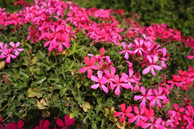 Güneşli Hava 'da Güzel Pembe Çiçek ve İstanbul' daki Bahçede Yeşil Yapraklar. İlkbahar 2019.