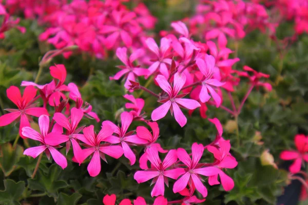 Closeup Beautiful Pink Flower in Sunny Weather with Green Leaves at Garden in Istanbul. Spring 2019.