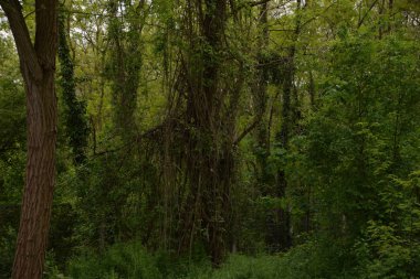 Orman, ağaç, ağaç, Doğa, yeşil, peyzaj, woods