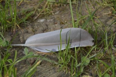 mantar, çim, Doğa, mantar, orman, sonbahar, yeşil, gıda, kahverengi, beyaz, mantarı, tüy, moss, mantar, bitki, çörek, vahşi, ahşap, sezon, makro, kapağı, portre, kuş, yaz, kırmızı