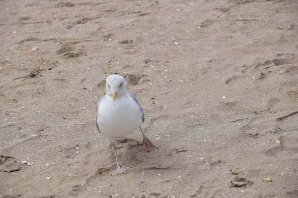 Seagull Bird Gull Sea Beach Animal — Stock Photo, Image
