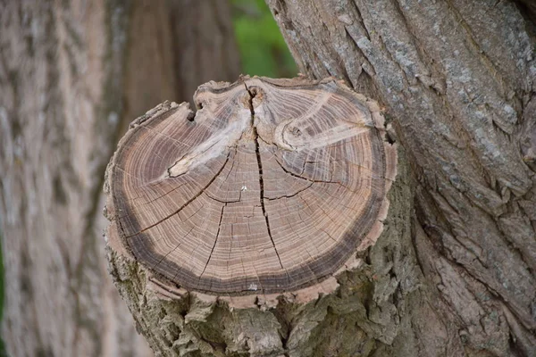 Wood Tree Nature Trunk Old Bark Wooden Log Texture Cut — Stock Photo, Image