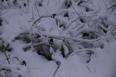  kış, kar, Doğa, soğuk, ağaç, buz, peyzaj, frost, beyaz, sezon, dondurulmuş, su, orman, ağaç, şube, nehir, gökten, akış, mavi, dağ, açık havada, karlı, Noel, gün, görünümü