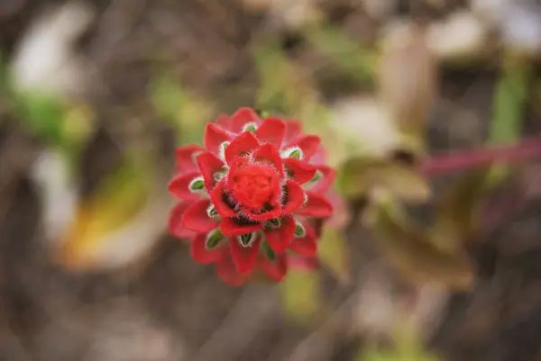 Μικρό Κόκκινο Λουλούδι Υπερκείμενη Προβολή Στον Κήπο Veracruz Μεξικό 2017 — Φωτογραφία Αρχείου
