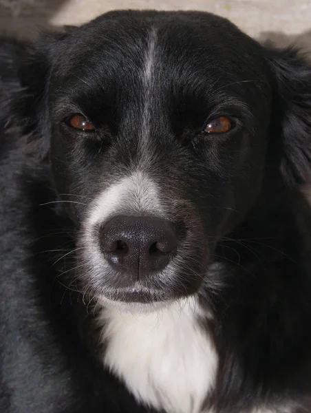 Aile Evde Beslenen Hayvan Koyun Köpek Yavrusu Siyah Renk Kadın — Stok fotoğraf