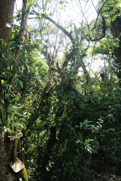 Ray Sun Veracruz Meksika 2017 Ormandaki Yeşillik Ahşap Çapraz Yerleştirilmiş — Stok fotoğraf