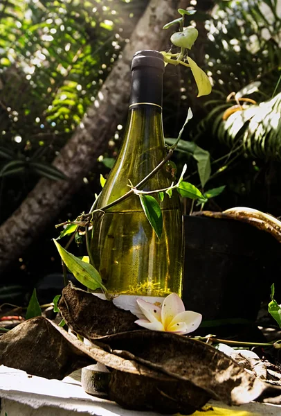 Botella Vino Reciclado Como Maceta Jardín Veracruz México 2018 Fotos De Stock