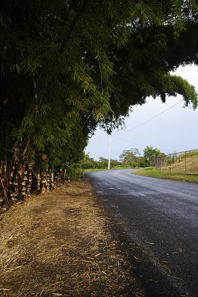 Vista Lateral Camino Rural Con Planto Bamb Lado Carretera Veracruz — Stock Photo, Image