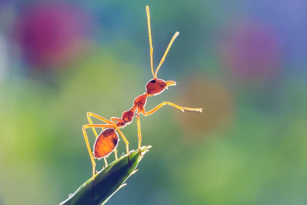 蚂蚁或 Oecoephylla Smaradgina — 图库照片