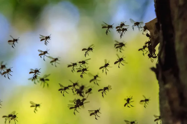 Silhouette Einer Stachellosen Biene Auf Dem Nest — Stockfoto
