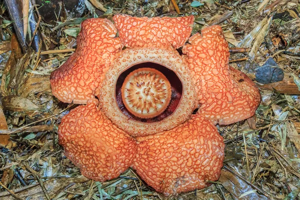Rafflesia Flor Más Grande Del Mundo Ranau Sabah Borneo —  Fotos de Stock