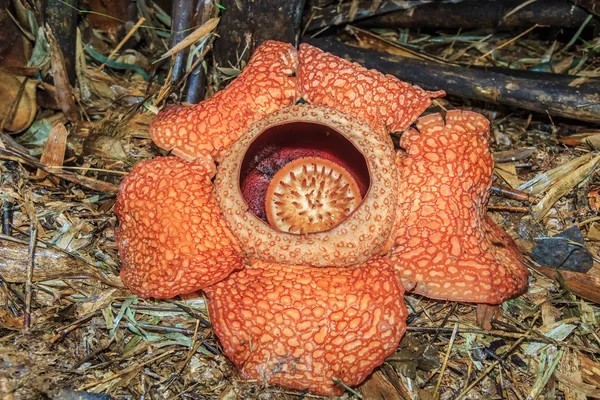 Rafflesia Den Största Blomman Världen Ranau Sabah Borneo — Stockfoto