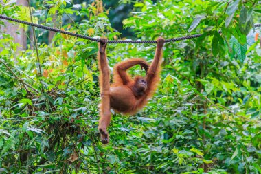 orangutanlar veya pongo pygmaeus Borneo Adası ve Sumatra bulundu sadece Asya harika bir