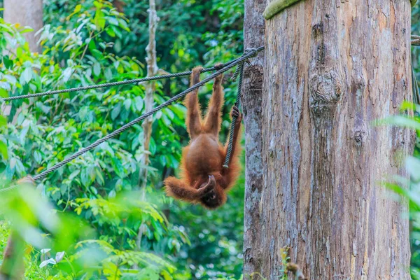 Orang Utans Oder Pongo Pygmaeus Ist Der Einzige Asiatische Großfund — Stockfoto