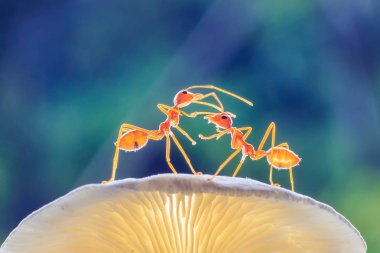 Ants or Oecoephylla smaradgina clipart
