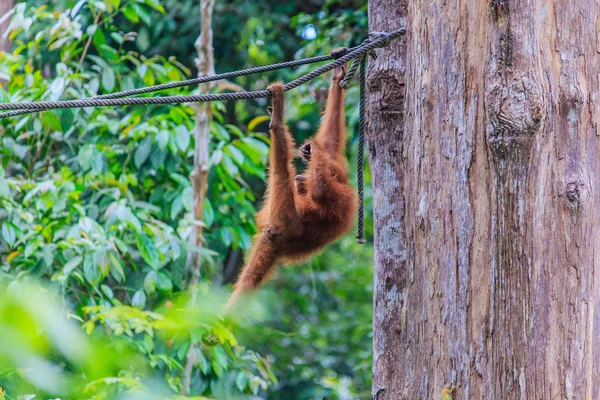 Orángutánok Pongó Pygmaeus Megtalálható Sziget Borneó Szumátra Csak Ázsiai Nagy — Stock Fotó