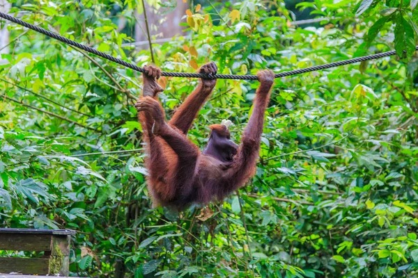 Orangotangos Pongo Pygmaeus Único Asiático Grande Encontrado Ilha Bornéu Sumatra — Fotografia de Stock