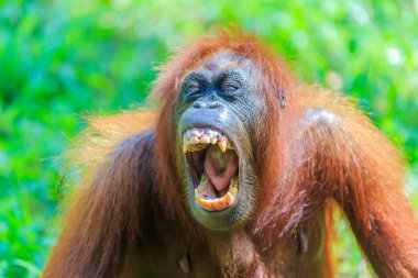 orangutanlar veya pongo pygmaeus Borneo Adası ve Sumatra bulundu sadece Asya harika bir