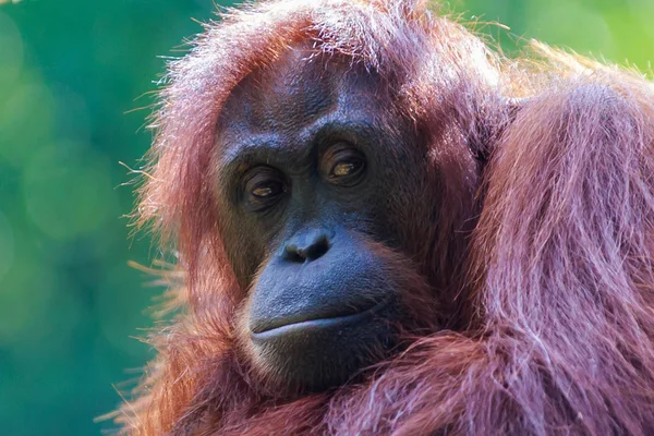 Orangutangerna Eller Pongo Pygmaeus Den Endast Asiatiska Stora Som Finns — Stockfoto