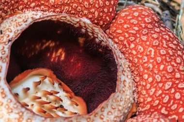 Rafflesia, dünyada Ranau Sabah, Borneo en büyük çiçek
