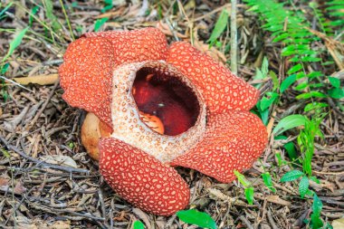 Rafflesia, dünyada Ranau Sabah, Borneo en büyük çiçek