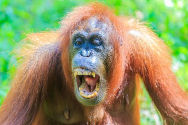 orangutanlar veya pongo pygmaeus Borneo Adası ve Sumatra bulundu sadece Asya harika bir