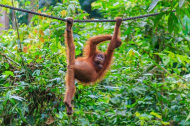 orangutanlar veya pongo pygmaeus Borneo Adası ve Sumatra bulundu sadece Asya harika bir