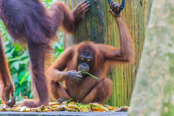 Orang Utans Oder Pongo Pygmaeus Ist Der Einzige Asiatische Großfund — Stockfoto