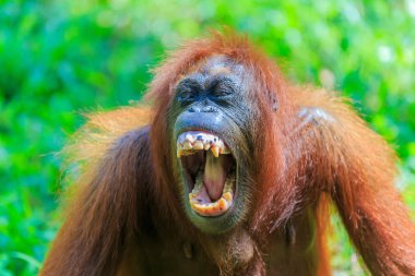 orangutans or pongo pygmaeus is the only asian great found on the island of Borneo and Sumatra clipart