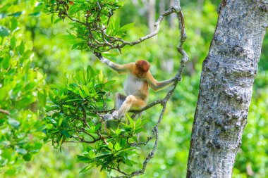 Hortum maymun veya nasalis larvatus