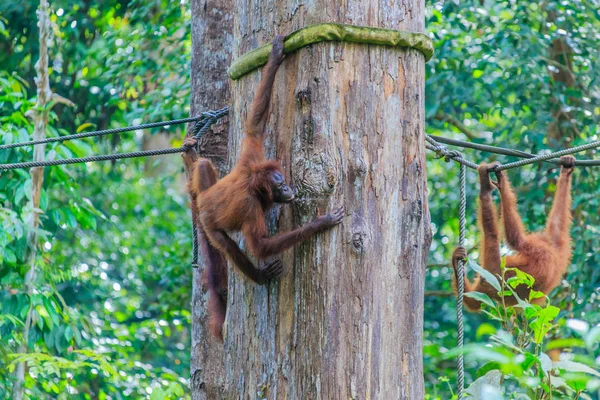 Orangotangos Pongo Pygmaeus Único Asiático Grande Encontrado Ilha Bornéu Sumatra — Fotografia de Stock