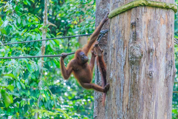 Orang Utans Oder Pongo Pygmaeus Ist Der Einzige Asiatische Großfund — Stockfoto