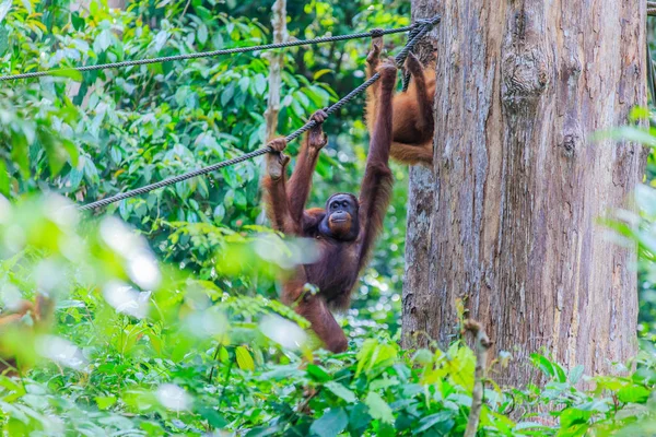 Orang Utans Oder Pongo Pygmaeus Ist Der Einzige Asiatische Großfund — Stockfoto