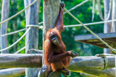orangutanlar veya pongo pygmaeus Borneo Adası ve Sumatra bulundu sadece Asya harika bir