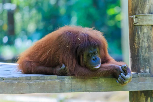 Orangutanes Pongo Pygmaeus Único Asiático Grande Que Encuentra Isla Borneo — Foto de Stock